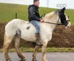 15.2hh Riding Mare
