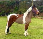 Pops, 14hh Riding Gelding 