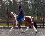 Pops, 14hh Riding Gelding 