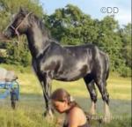 12.3hh Ride and Drive Gelding 