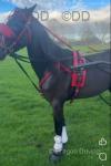 13hh Driving Gelding 