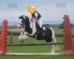 11.2hh Riding Gelding 