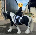 11.2hh Riding Gelding 