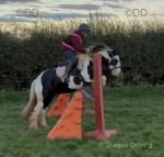 11.2hh Riding Gelding 