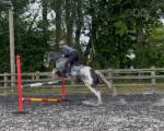 Blue, 14.2hh Riding Gelding 