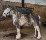 Blue Storm Cloud, Filly