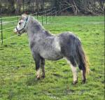 Welsh Section A Colt