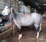 Chloe, Welsh Section A Filly