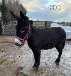 Libby, Jenny Donkey in Foal