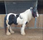 Basil, 13.2hh Ride and Drive Gelding 