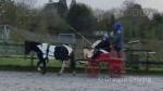 12.3hh Driving Mare