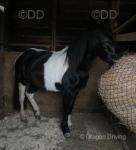 12.3hh Driving Mare