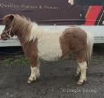 Shetland Mares in Foal