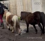 Shetland Mares in Foal