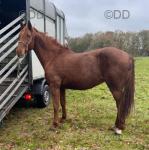 15.3hh Mare possibly in Foal