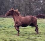 15.3hh Mare possibly in Foal