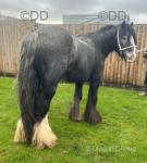 11.3hh Driving Gelding 