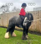 11.3hh Driving Gelding 
