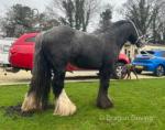 11.3hh Driving Gelding 
