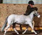 Pippy, 9hh Riding Mare