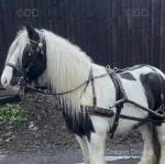 12.1hh Ride and Drive Mare