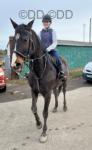 16.1hh Riding Gelding 