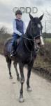 16.1hh Riding Gelding 