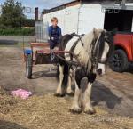 12.2hh Ride and Drive Mare 