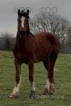 Welsh Section D Filly 