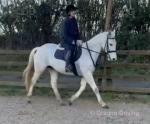 15.2hh ISH Riding Mare