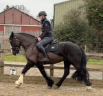 Benson, 15.3hh Riding Gelding