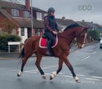 Arabella, 16.1hh Riding Mare