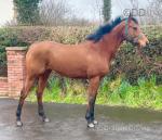 Bam, 15.3hh Thoroughbred Riding Gelding
