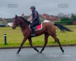 Bam, 15.3hh Thoroughbred Riding Gelding