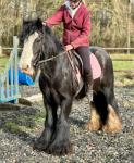 Flo, 13.2hh Riding Mare