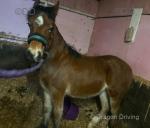 Welsh Section D Filly Foal