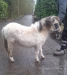 Shetland Colt & Filly