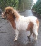 Shetland Colt & Filly