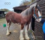 Dillars Braveheart, 2 Year Old Clydesdale Gelding