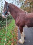 Dillars Braveheart, 2 Year Old Clydesdale Gelding