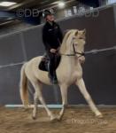 Irvan, 15hh Riding Stallion 