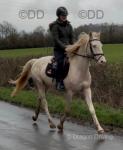 Irvan, 15hh Riding Stallion 