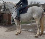 15.2hh Irish Draught Riding Mare