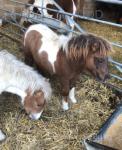 Fernworthy Whiskey, Shetland Colt Foal
