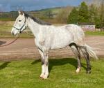 Murhpy, 16.1hh ISH Riding Gelding