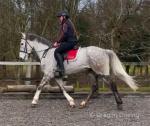 Murhpy, 16.1hh ISH Riding Gelding