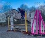 Murhpy, 16.1hh ISH Riding Gelding