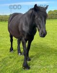 Lottie, 15.2hh Dales Mare