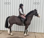 14.3hh Riding Mare