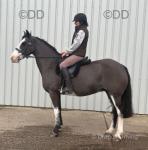 14.3hh Riding Mare